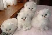4 pure white persian kittens for sale