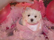 cute and adorable female maltese puppy for adoption.