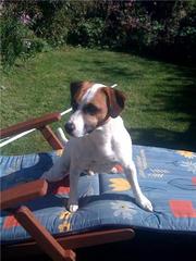 PARSON JACK RUSSELL NEEDS REHOMING