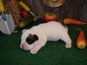 adorable english bull dog puppies available for goog caring homes