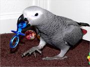 Cute Congo African Grey parrot for a Good Home.