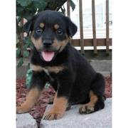  rottweiler puppy for sale