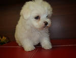 Awesome looking teacup Maltese puppy seeking love care and attention.