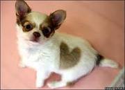 chihuahua heart for lovely home too