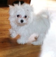 adorable maltese puppy up for a new home