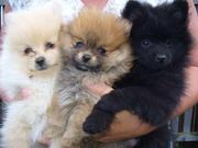 Charming Pomeranian puppies now available for adoption.....