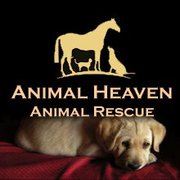 Urgent Appeal To Help The Animals Of Ahar Sanctuary