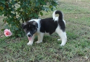 Cute Lovely Male and Female  Akita Puppies For Sale 