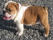 AKC English Bulldog puppies available NOW!!