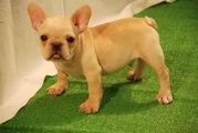 Male french bulldog puppy for rehoming