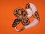 Albino and piebald  ball pythons for  free adoption