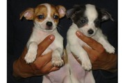2 super cute  dogs chihuahua puppies