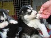 Well Trained Siberian Husky Puppies for adoption