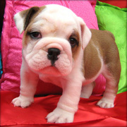 UKC REGISTERED CUTE AND LOVING ENGLISH BULLDOG PUPPIES FOR RE HOMING.