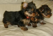 Cute Yorkie puppies for loving homes